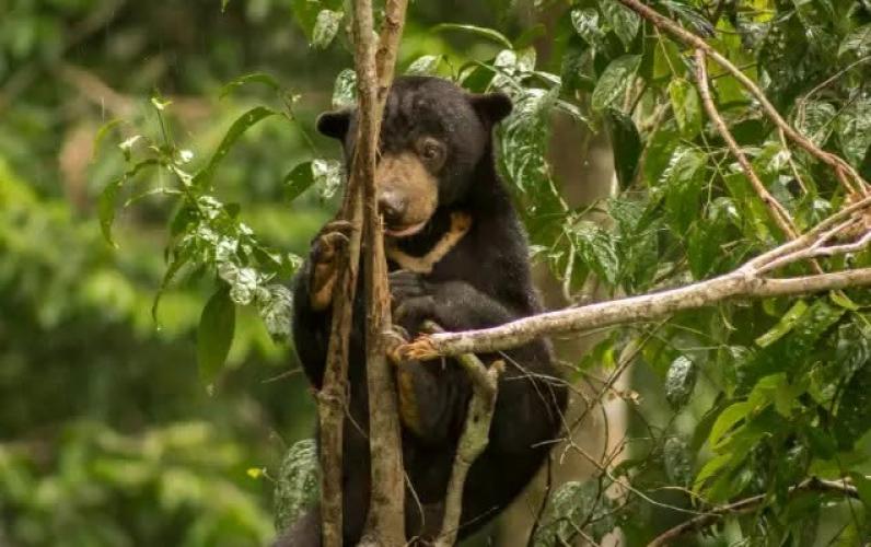 Borneo & Beyond - The Ultimate Southeast Asia Adventure